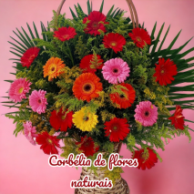 Corbélia Fúnebre gérberas